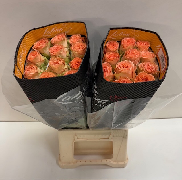 Rosa ec country home LT.jpg